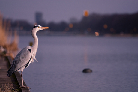 Heron being a hero