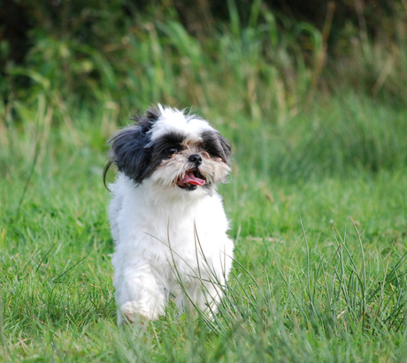 Bo - Out in the fields!