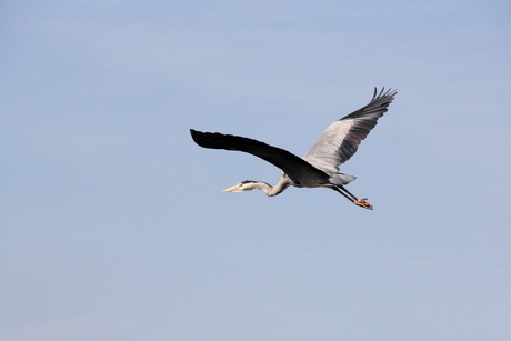 Vliegende reiger.