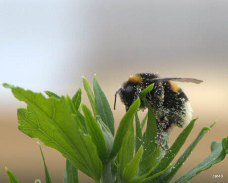 Hommel met stuifmeel van Hybiscus