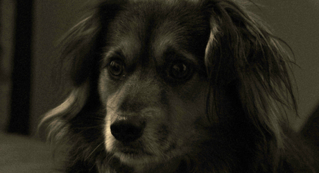 portret hond.jpg