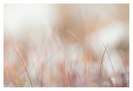 Colours of Rondane