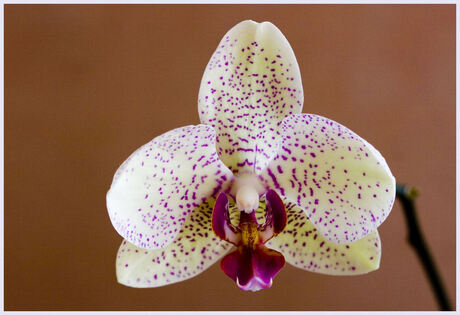 Orchidee.