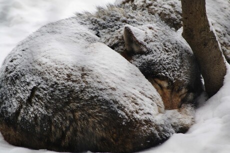 slapende wolf
