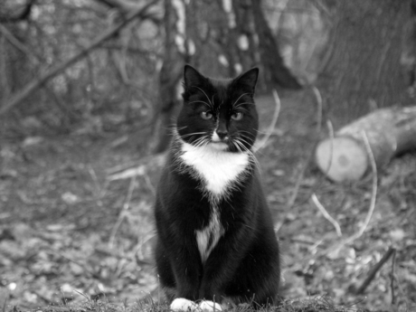 zwart/wit kat