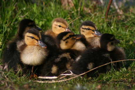 samen genieten