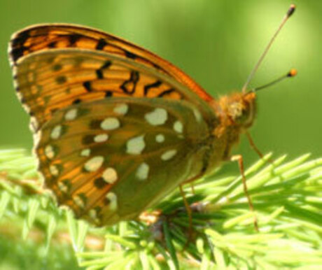 Grote parelmoervlinder = Argynnis aglaja