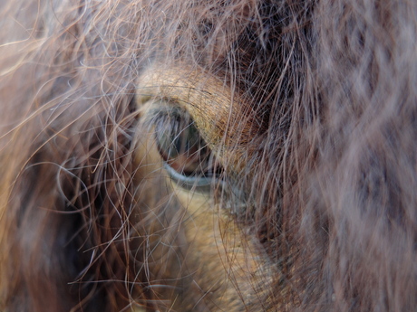 Pony Eye