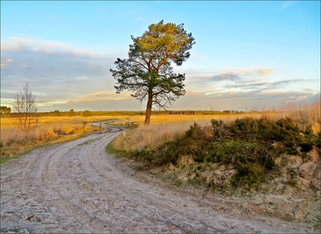 Kalmthoutse Heide