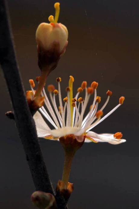 Prunus in tegenlicht