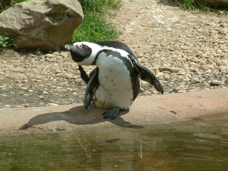 pinguin