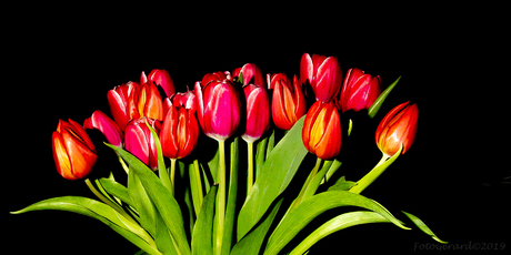 Bos tulpen