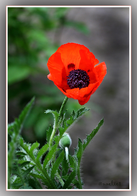 papaver...