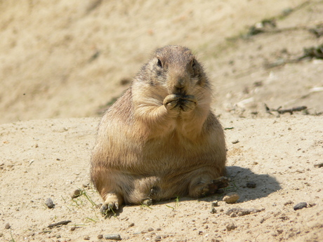 Prairiehond