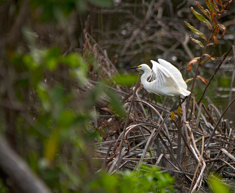 Amerikaanse kleine zilverreiger (Dominicaanse Republiek)