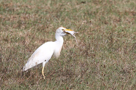 vogel die honger heeft