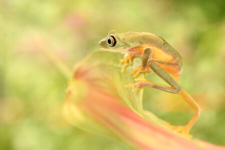 On tip toe... - ik vind ze zo ontzettend leuk... maar misschien zijn jullie mijn kikkertjes al beu? Waar het hart van vol is........:-) - foto door guurtje op 09-03-2016 - deze foto bevat: groen, macro, kikker, natuur, geel, oranje, zomer, beweging, boomkikker, guurtje, tropische boomkikker
