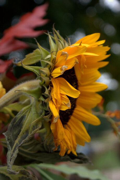 De laatste zonnebloem...