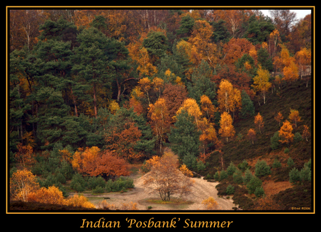 Indian 'Posbank' Summer