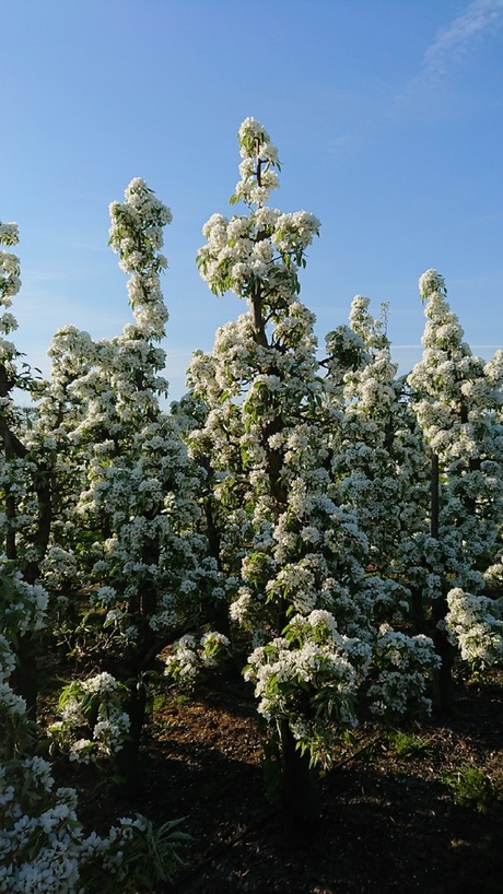 Perenbloesem lentebode