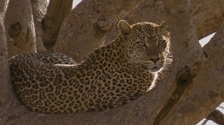 Luipaard in Serengeti