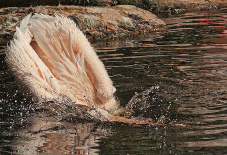 spetter pieter pater lekker in het water