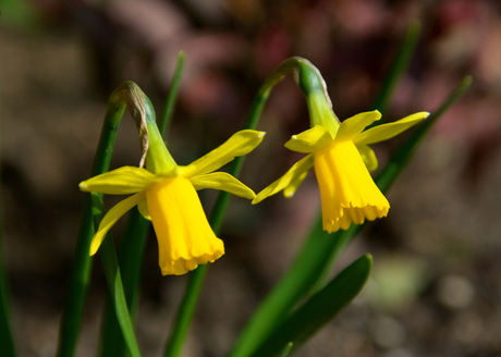 het is weer lente 1