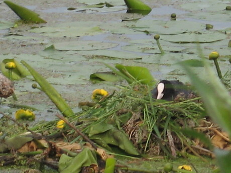 broeden op het nest