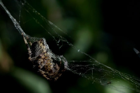 gevangen in eigen web - - - foto door marijvdmeijs op 12-10-2018 - deze foto bevat: spin, sprinkhaan