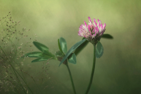 Red Clover