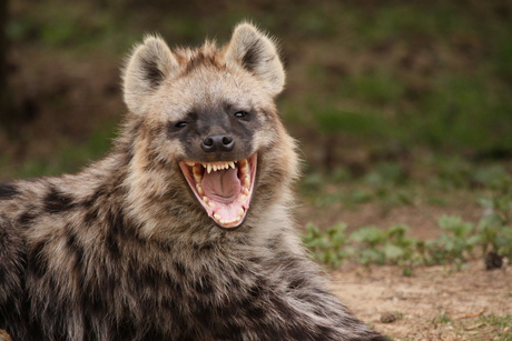 Lachende Hyena.