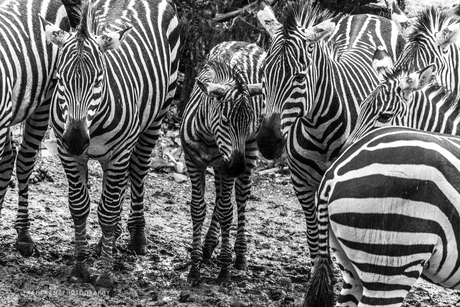 Zebra burgers zoo