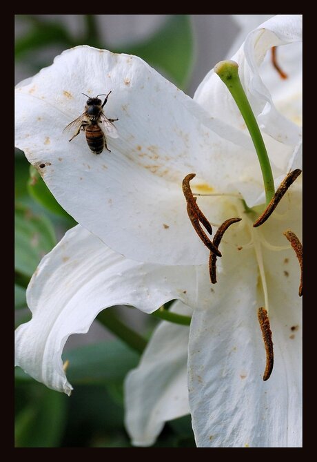 Wespje op een witte bloem