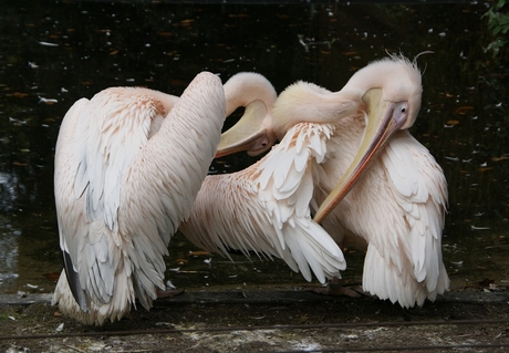 Pelikanen