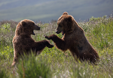Spelende beren