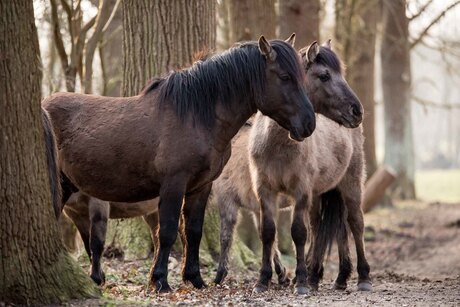 Konikpaarden