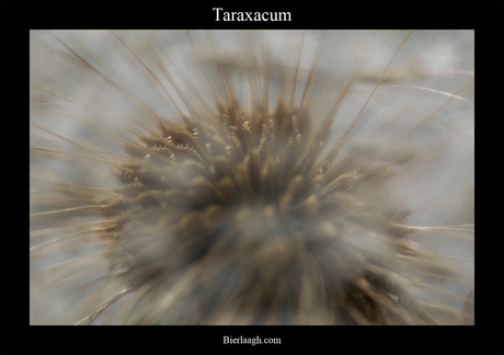 Taraxacum