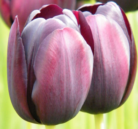 Tulp