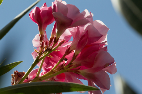 Oleander