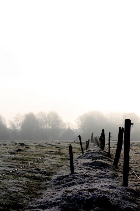 paaltjes in de mist