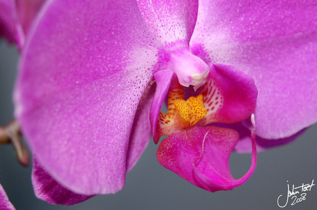 Orchidee