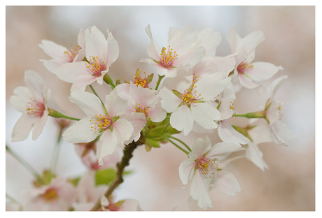 laatste keer spring