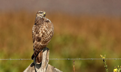 buizerd