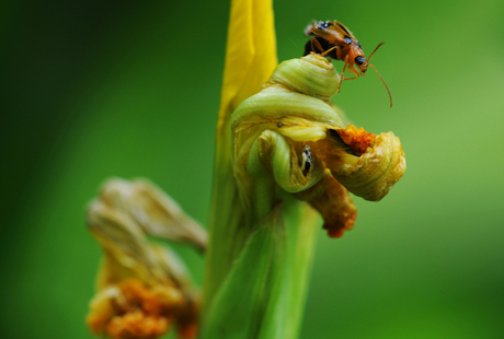 natuur