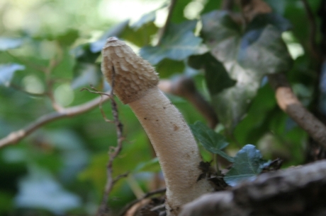 Phallus impuducus (provocatus!)