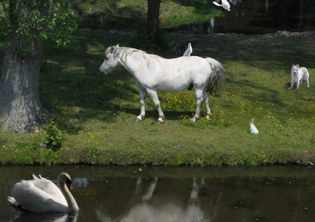 Het paradijs