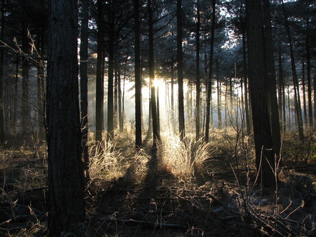 zon schijnt door de bomen