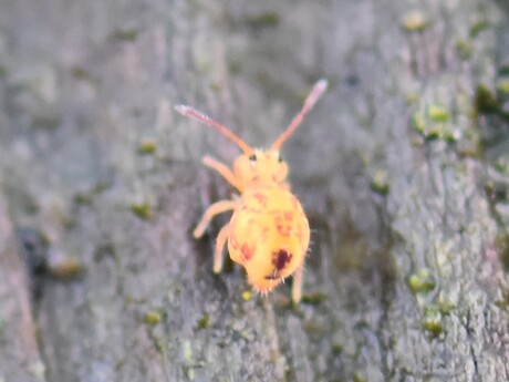 Springstaarten - Dicyrtomina ornata