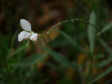 last flower