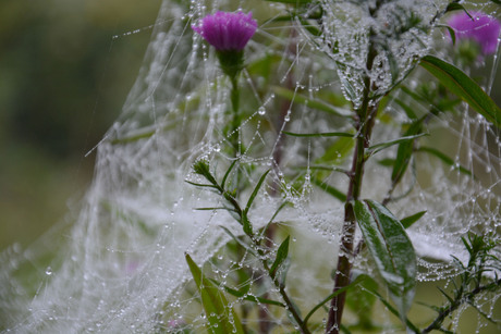 Dauw in het spinnenweb